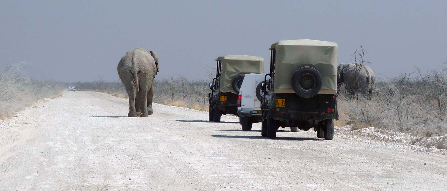 Elefant auf Straße vor Autos im Etosha Nationalpark