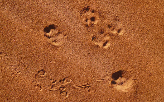 Spuren im Sand an der Elim-Düne im Sossusvlei