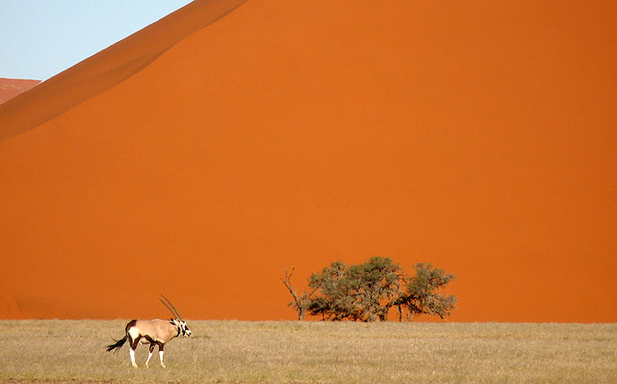 Oryx vor einer Düne im Sossusvlei, Namibia