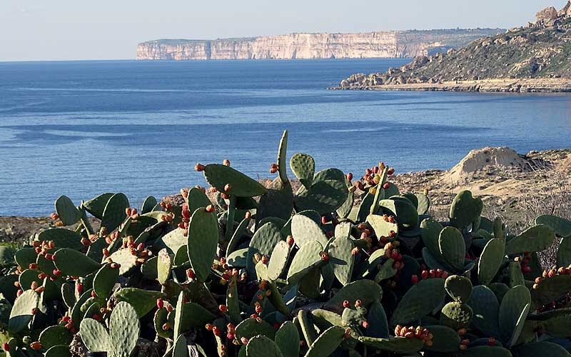 Blick übers Meer auf Malta, mit Kakteen und Steilfelsen