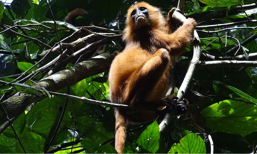 Red Leaf Monkey om Danum Valley in Borneo