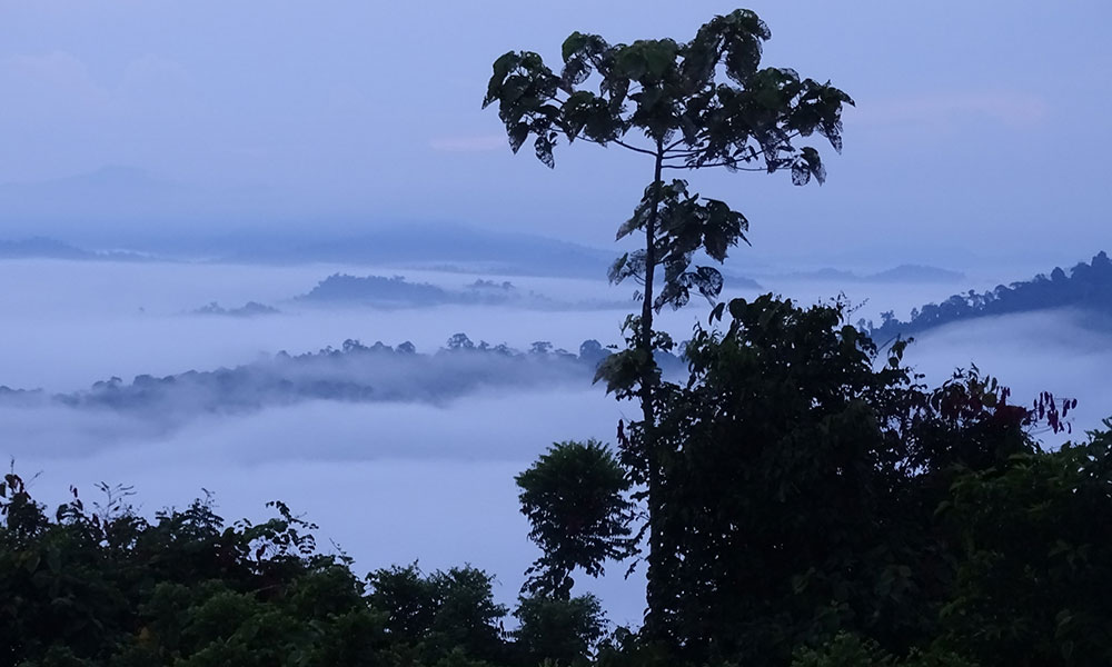 Bäume über den Wolken im Danum Valley