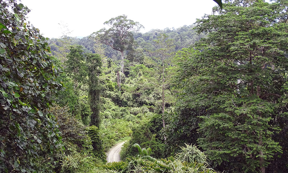 Blick von oben auf den Dschungel des Danum Valley