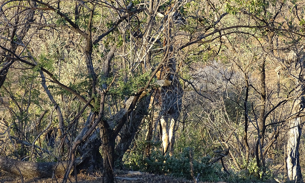 Giraffe hinter einem Baum