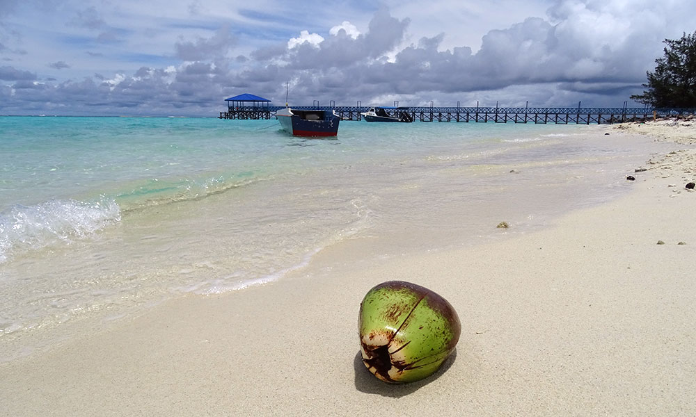 Kokosnuss am Strand von Mantanani