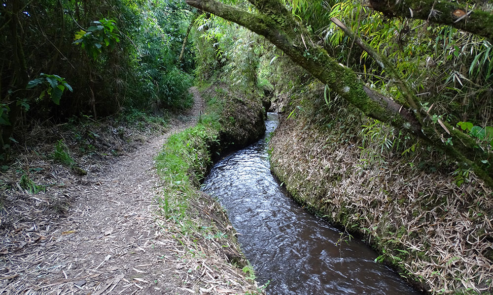 Wanderweg am kleinen Fluss entlang in Ecuador