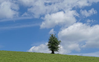 Baum auf Wiese vor blauem Himmel