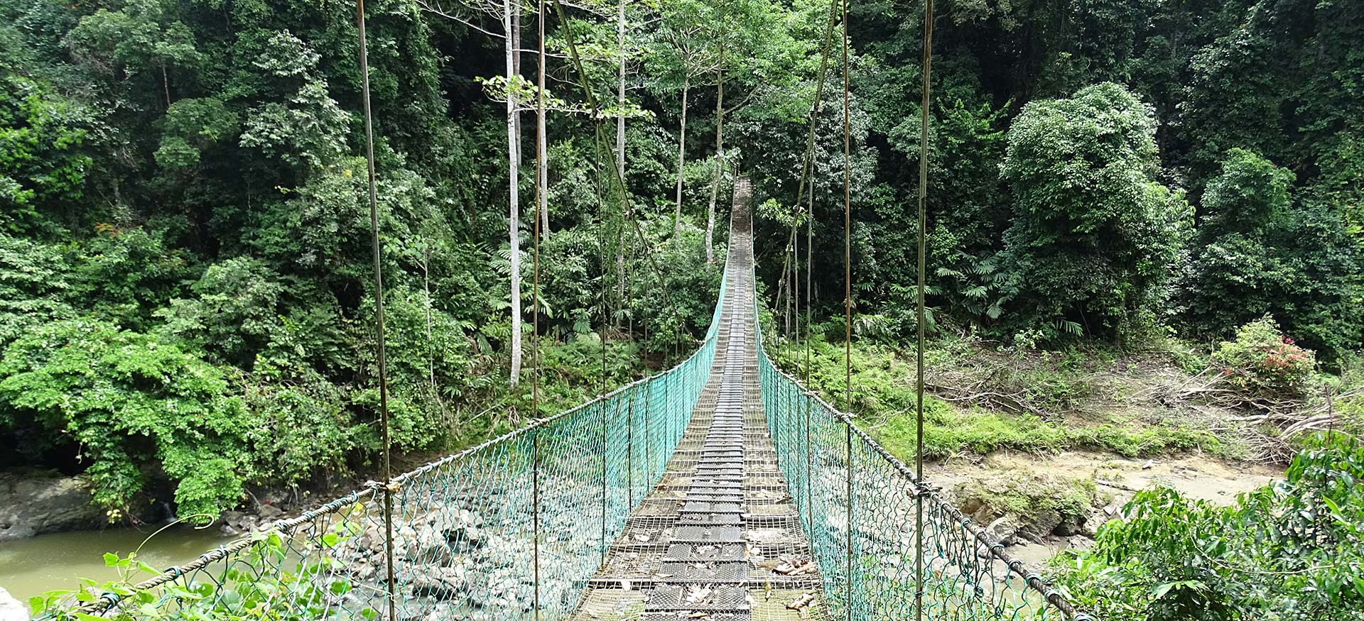 Brücke im Regenwald