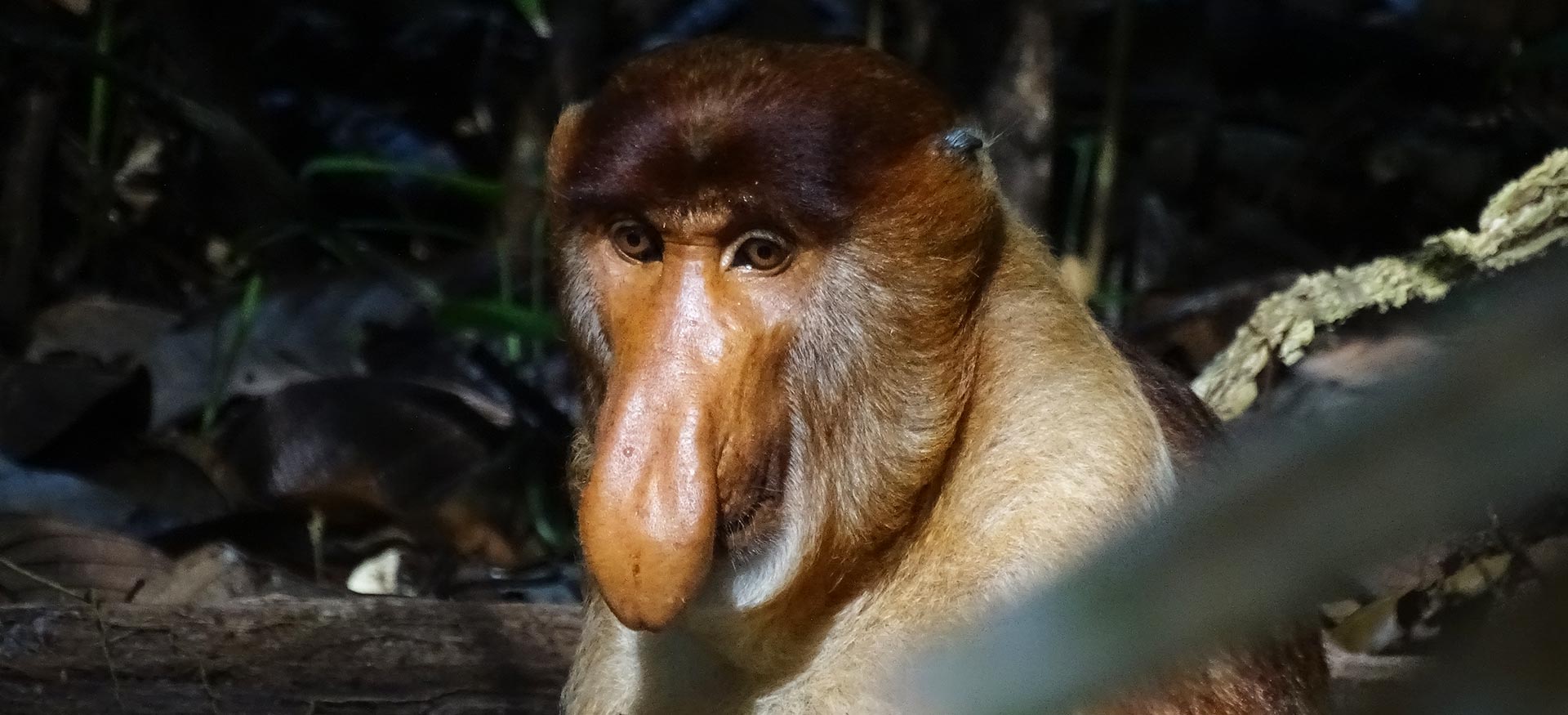 Nasenaffe in Borneo