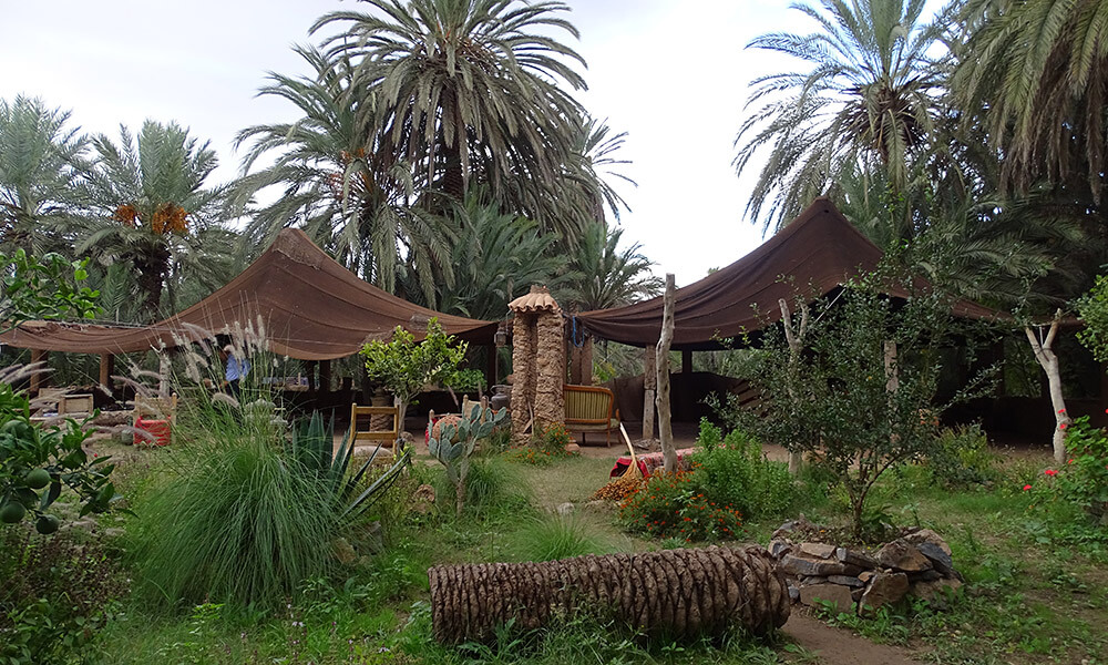 Garten mit Zelt unter Palmen