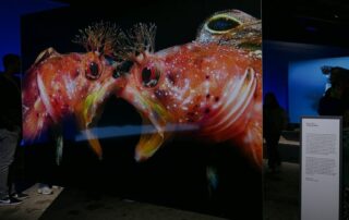 Zwei rote Fische als Ausstellungsbild im Gasometer